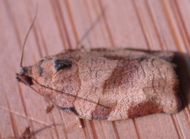 Oblique-banded Tortrix